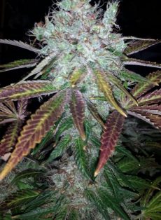 Super Lemon Jack