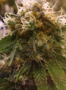 Honey OG Feminized Marijuana Seeds