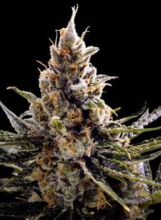 24K Gold Feminized Marijuana Seeds
