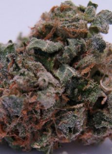 707 Headband Regular Marijuana Seeds