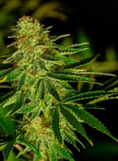 Auto AK Autoflower Feminized Marijuana Seeds