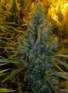 Amnesia Haze Regular Marijuana Seeds
