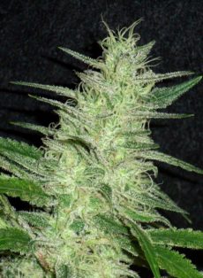 Amnesia Haze Regular Marijuana Seeds