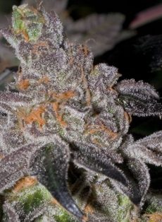 Animal Cookies Regular Marijuana Seeds