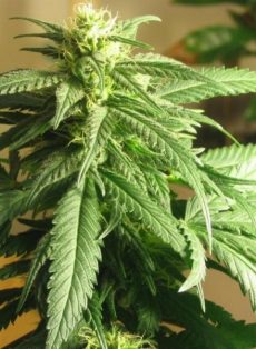 Albino Rhino Regular Marijuana Seeds