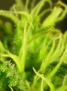 Albino Rhino Regular Marijuana Seeds