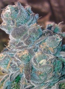 Animal Cookies Regular Marijuana Seeds