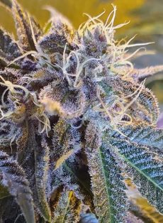 Bubba God Regular Marijuana Seeds