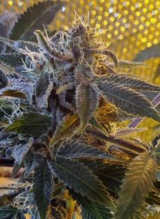 Bubba God Regular Marijuana Seeds