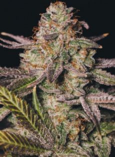 King’s Kush Feminized Marijuana Seeds