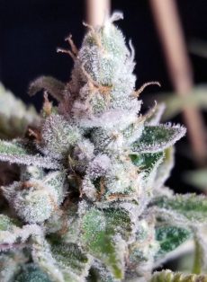 Tangie Cookies Regular Marijuana Seeds