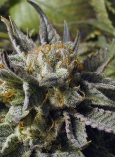 BC God Bud Regular Marijuana Seeds