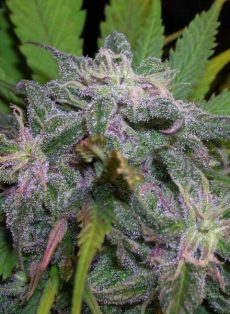 God’s Gift Feminized Marijuana Seeds