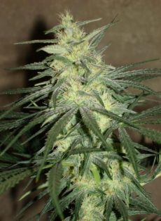 BC Mango Regular Marijuana Seeds