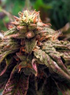 Sweet God Regular Marijuana Seeds