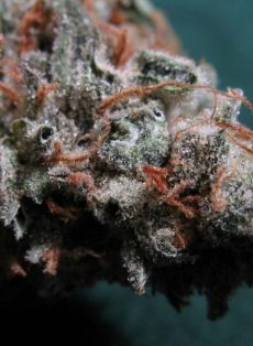 Sweet God Regular Marijuana Seeds