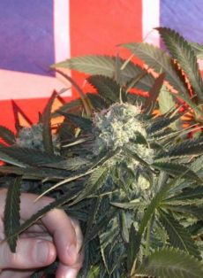 BC Sweet Tooth Regular Marijuana Seeds