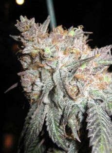 The Black Regular Marijuana Seeds