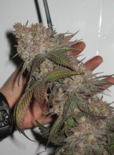 The Black Regular Marijuana Seeds