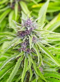 Blue Diesel Autoflower Feminized Marijuana Seeds
