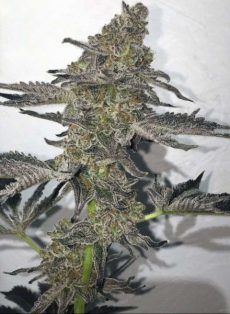 Bubblegum Breath Regular Marijuana Seeds