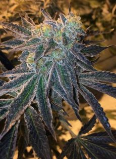 Bubblegum Breath Regular Marijuana Seeds