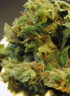Burmese Regular Marijuana Seeds