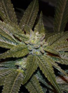 CBD Elixir Marijuana Seeds