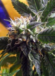 CBD God Marijuana Seeds