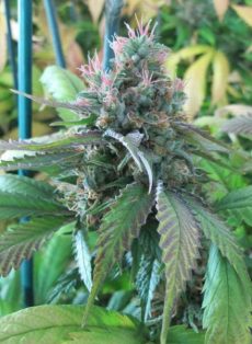 CBD God Marijuana Seeds