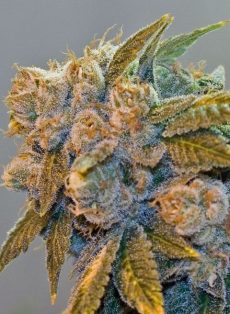 Chem Fire Regular Marijuana Seeds