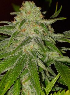 Cinderella 99 Feminized Marijuana Seeds