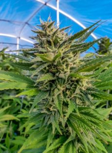Critical Mass Feminized Marijuana Seeds