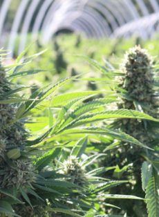 Critical Mass Feminized Marijuana Seeds