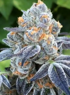 Death Scout Regular Marijuana Seeds