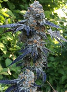 Death Scout Regular Marijuana Seeds