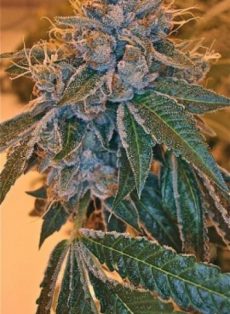 Kosher Kush Feminized Marijuana Seeds