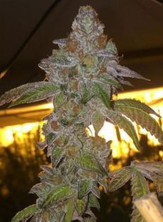 Dosi Cookies Regular Marijuana Seeds
