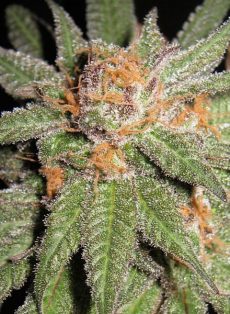 Dynamite OG Regular Marijuana Seeds