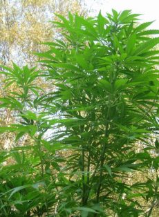 Egmont Outdoor Regular Marijuana Seeds