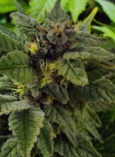 Elliot’s Sister Regular Marijuana Seeds