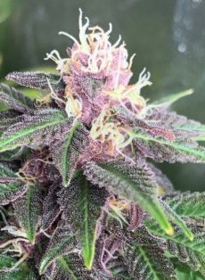 Star Fruit Regular Marijuana Seeds
