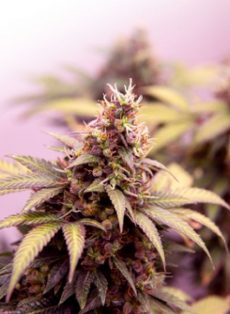Gelato Autoflower Feminized Marijuana Seeds