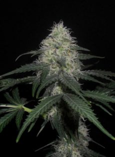Ghost Train Haze Feminized Marijuana Seeds