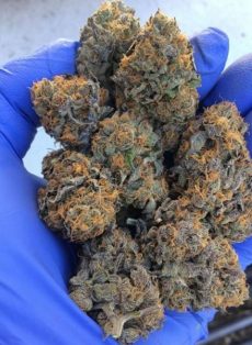 Girl Scout Gum Regular Marijuana Seeds