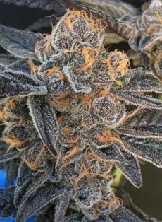 Girl Scout Gum Regular Marijuana Seeds