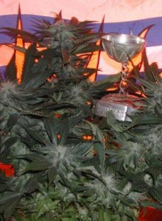 BC God Bud Regular Marijuana Seeds