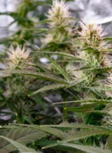 GG#4 Autoflower Feminized Marijuana Seeds
