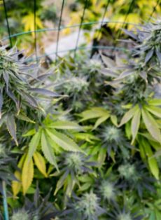 GG#4 Autoflower Feminized Marijuana Seeds