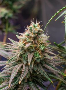 Grape Ape Feminized Marijuana Seeds